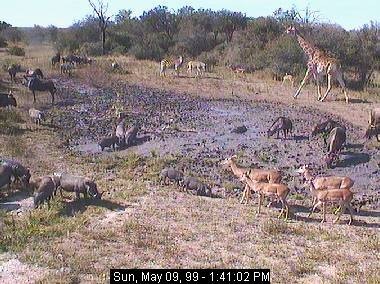 See animals live at AfricaCam