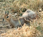 A duiker hides away