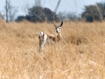 Springbok