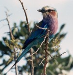 I chased this bird for 3 hours to get this shot!