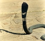 Not a pleasant character, but very slow to strike