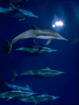 Dolphins