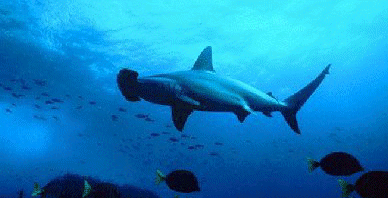 Hammerhead